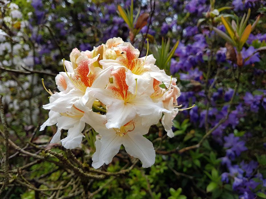 Flower Bloom Nature