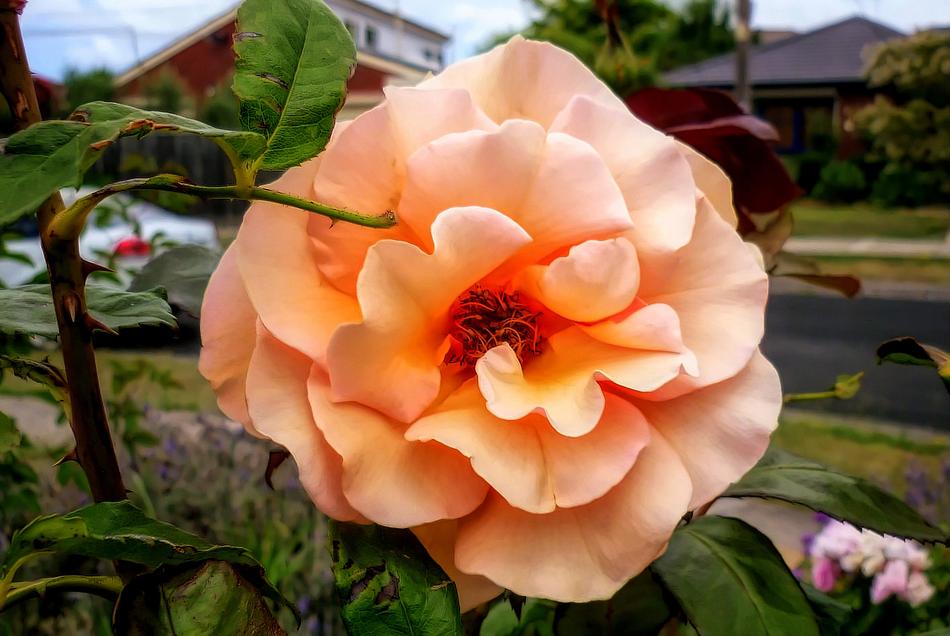 Flower Nature Leaf