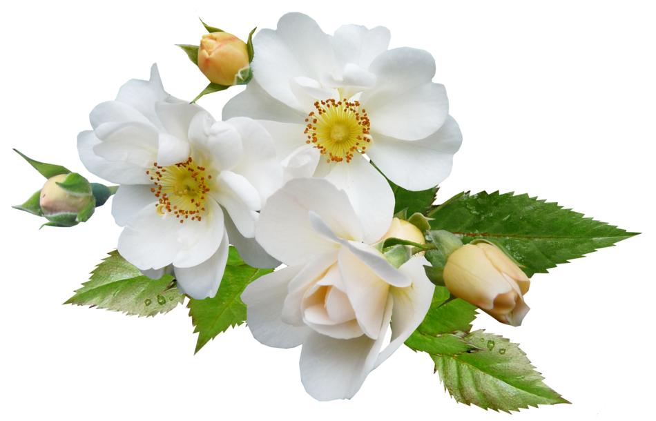 Rose White Single