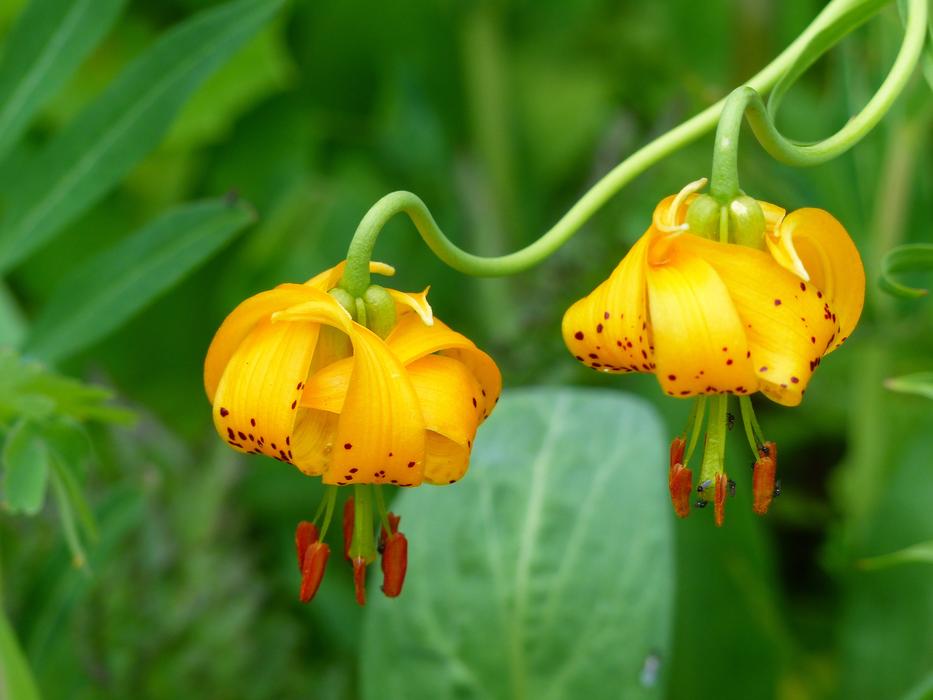 Wild Flower Orchid