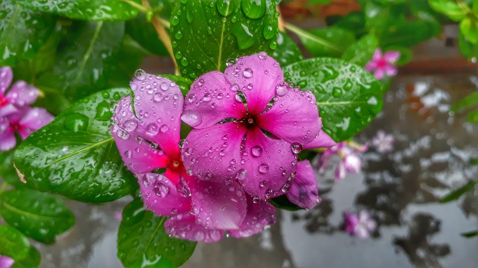 Nature Flora Flower