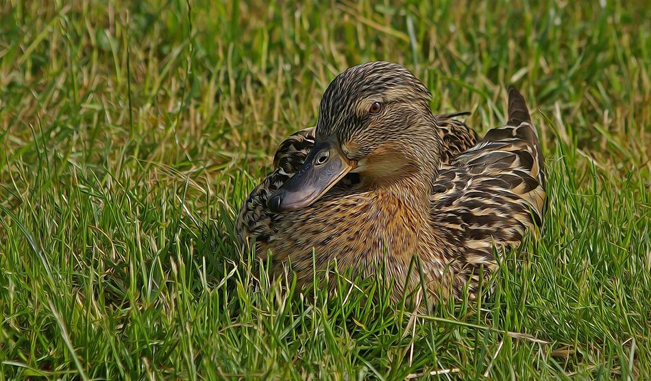 Duck Nature Grass