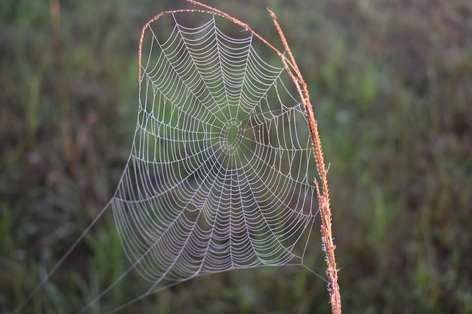 Spider Spiderweb Nature