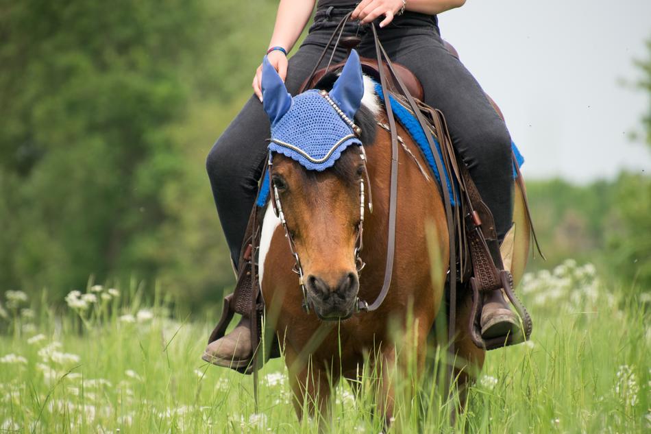 In The Free Grass Cavalry