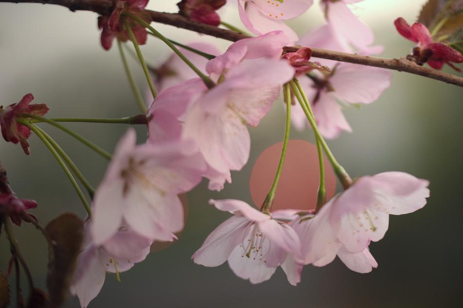 Nature Cherry Tree Inflorescence