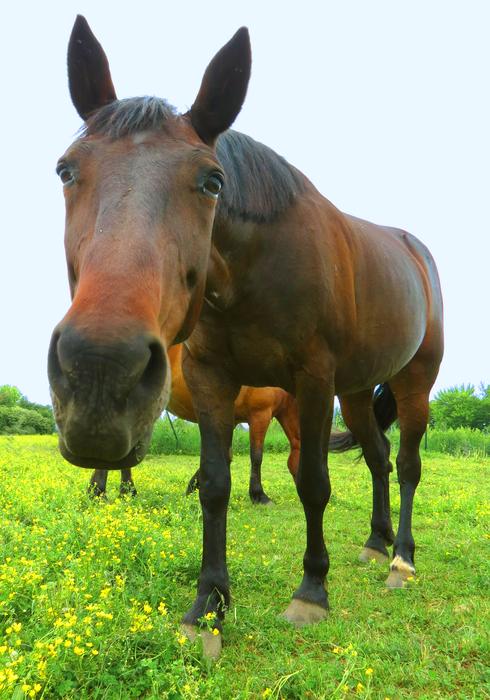 Horse Equine Reaching