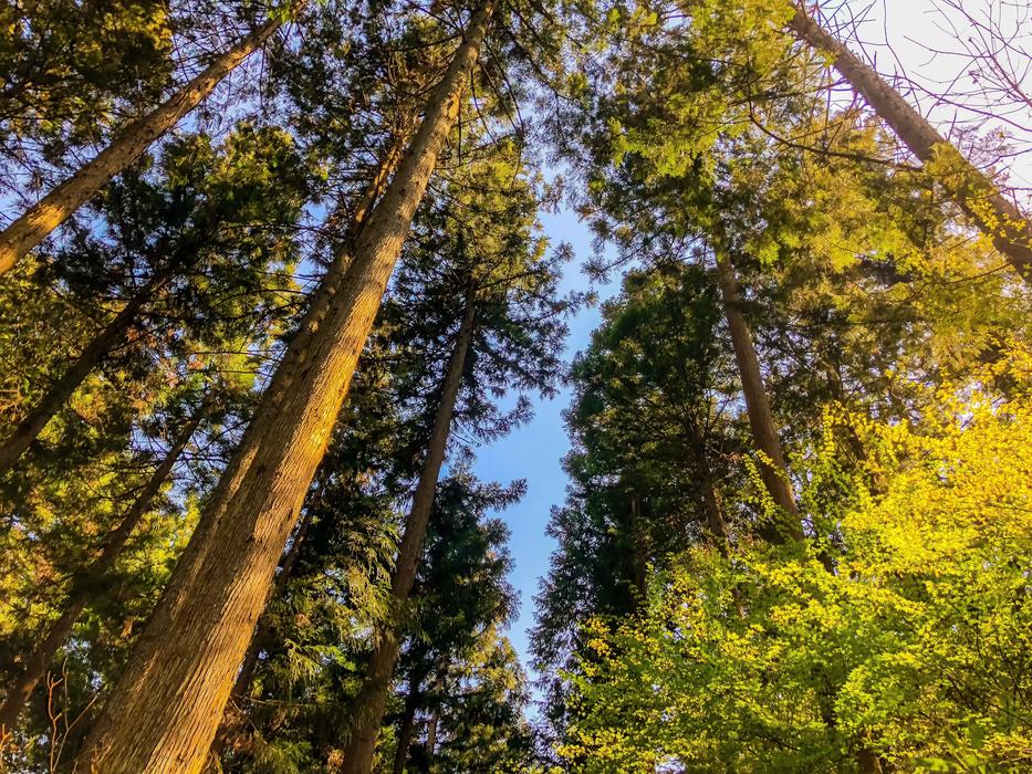 Wood Woods Mountain