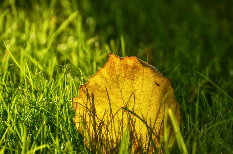 Grass Nature Meadow