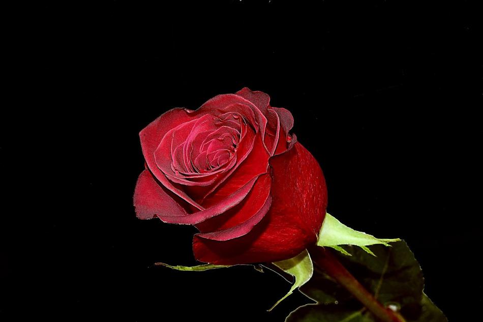 Flower Rosa Love