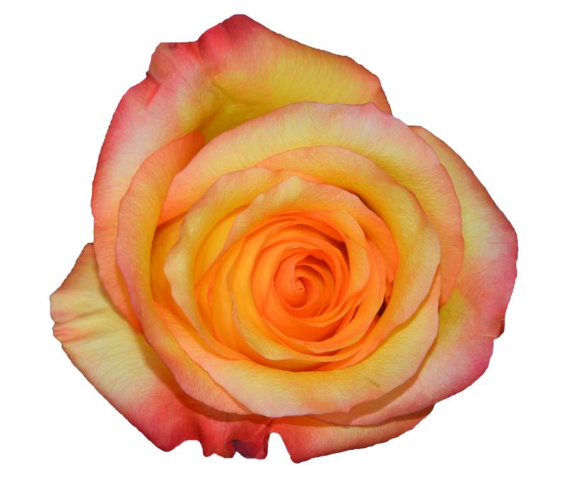 Rosa Orange Nature