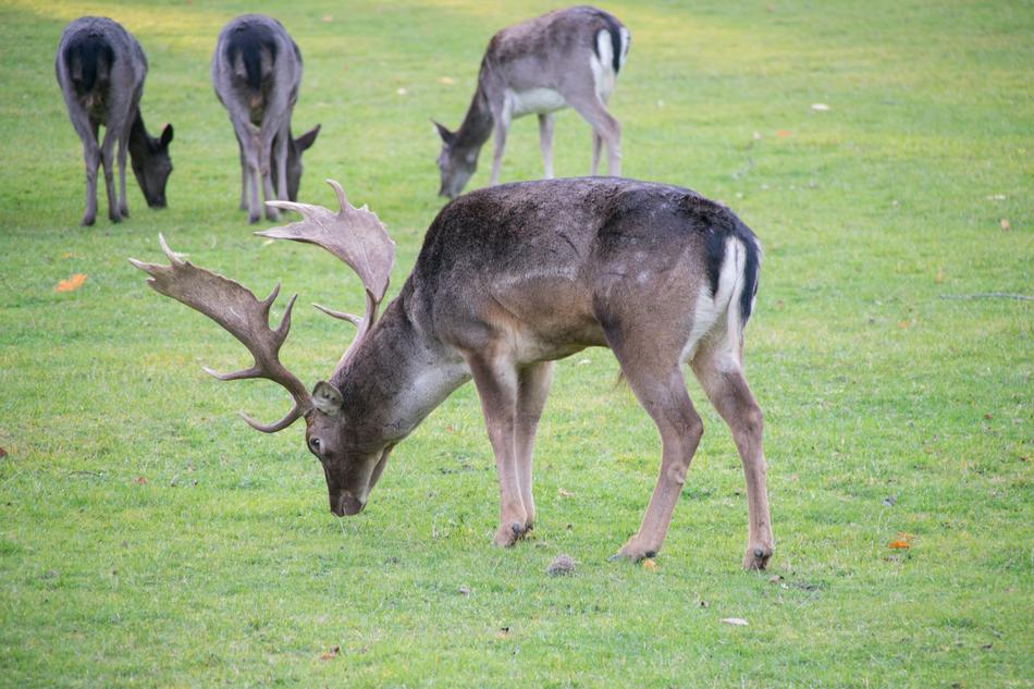 Park Nature Fallow