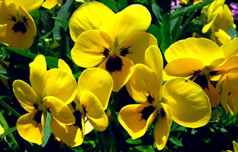 Flower Pansies Yellow