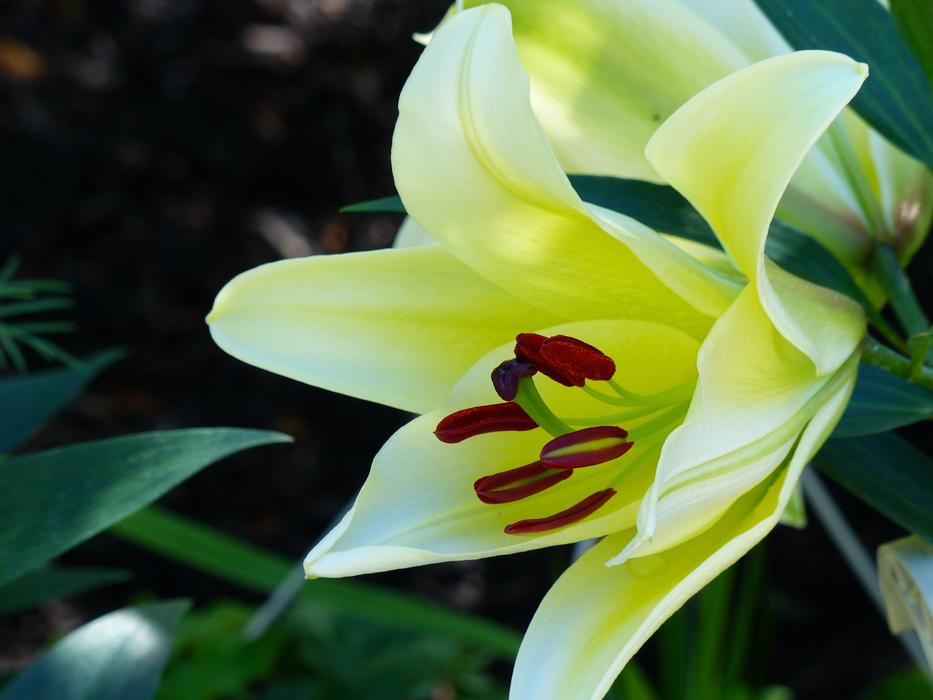 Lily Yellow Close Up