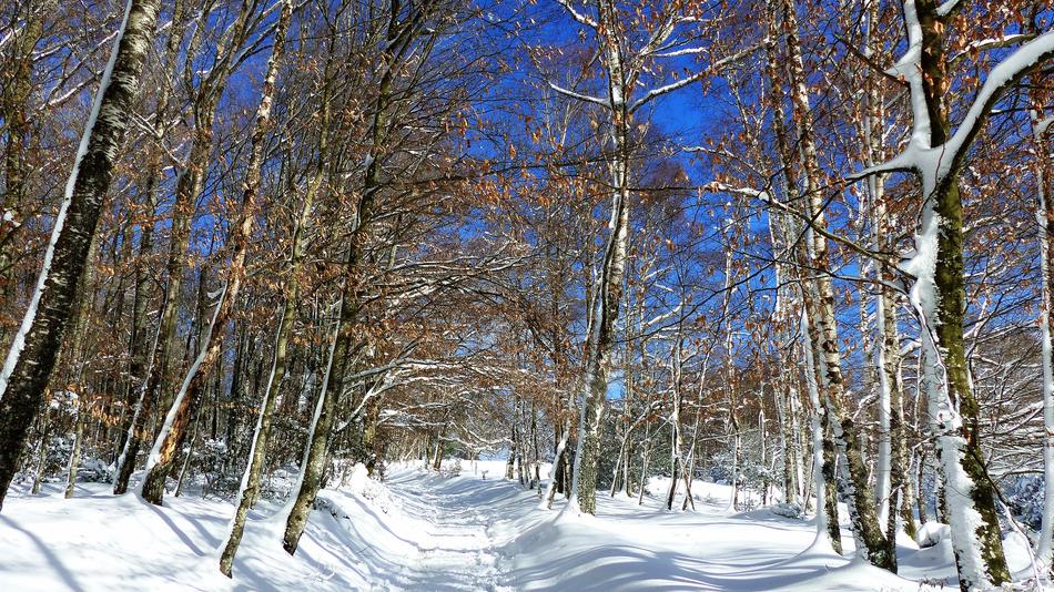 Snow Winter Wood