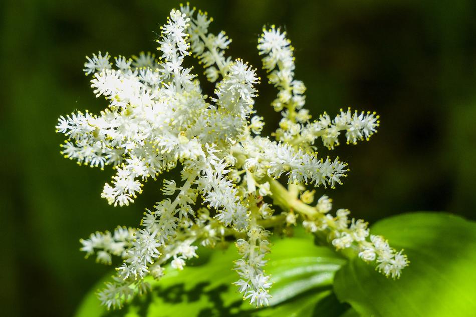 Wildflower White Flower