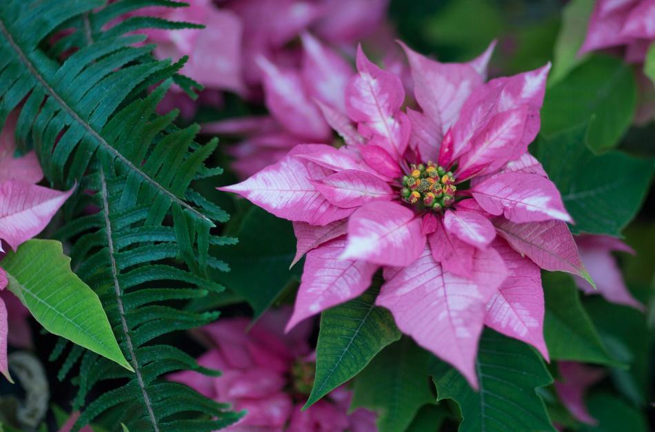 Flower Nature Flora
