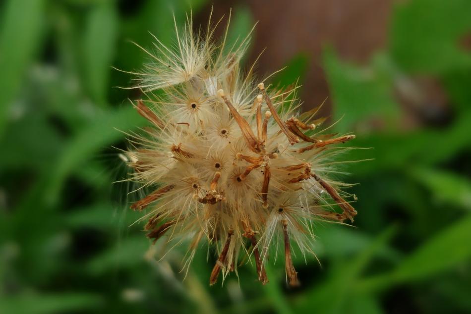 Flying Seeds Fluffy Wind
