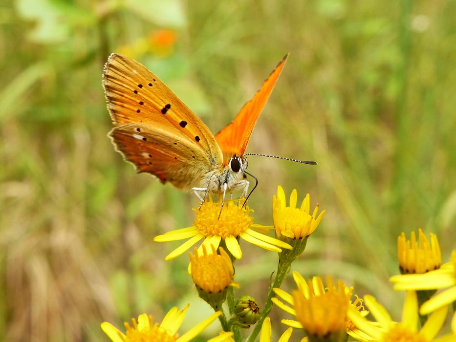 Nature Butterfly Day Insect