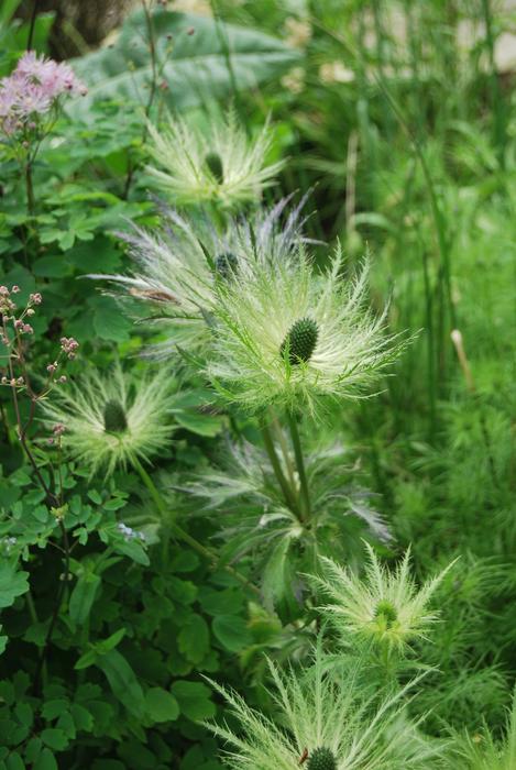 Plant Nature