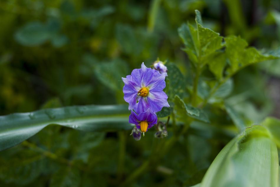 Nature Flower Plant