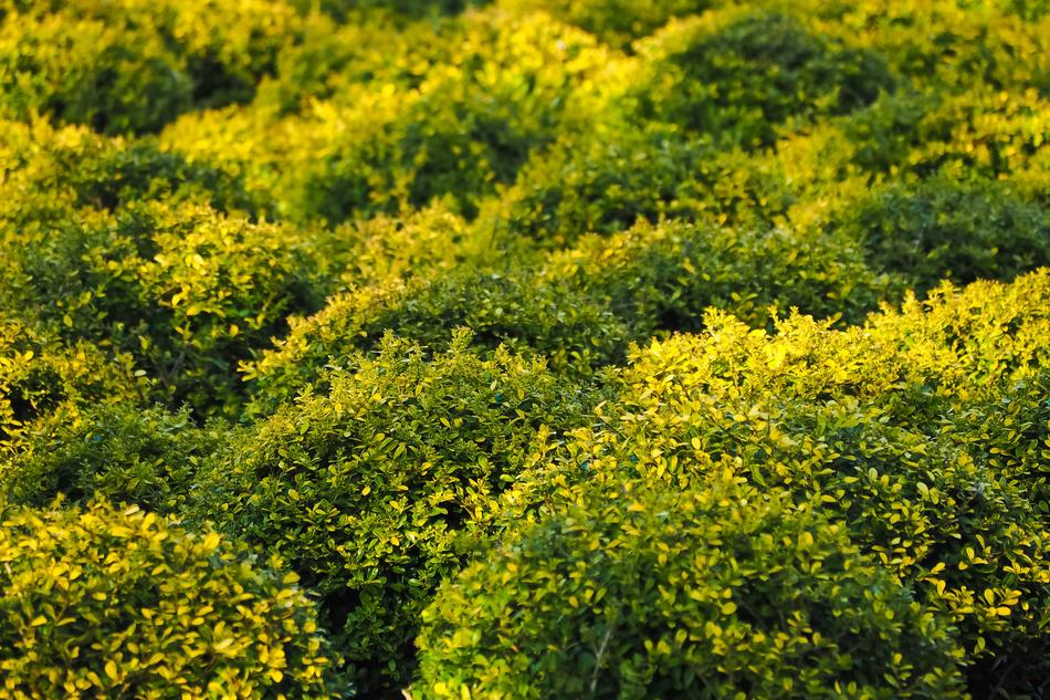 Boxwood Bush Green