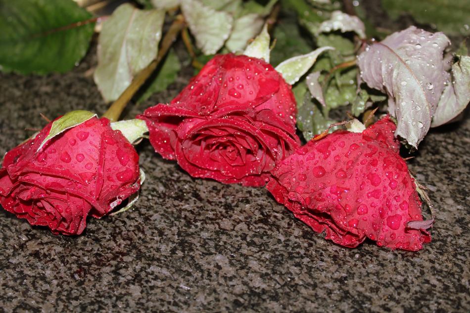Roses In The Rain Delicacy