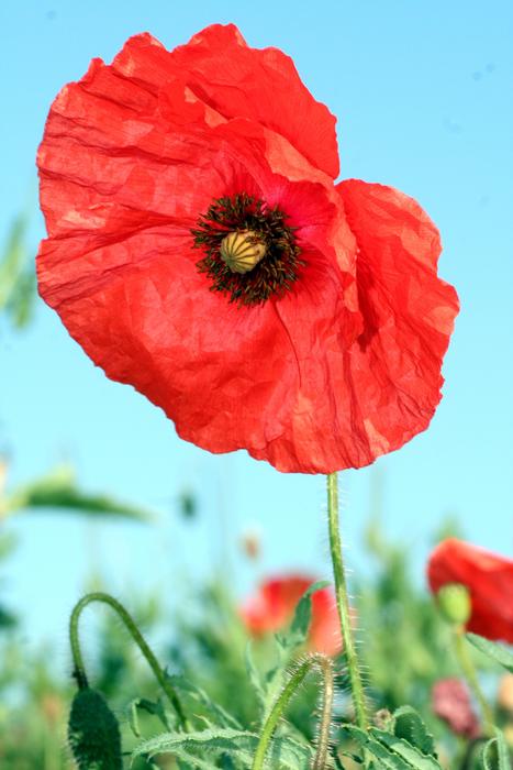 Poppy Flower Red