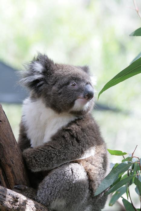 fluffy koala at the zoo