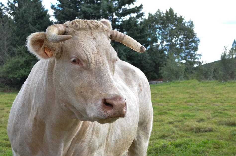 Lawn Field Livestock