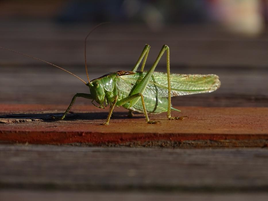 Grasshopper Green Macro