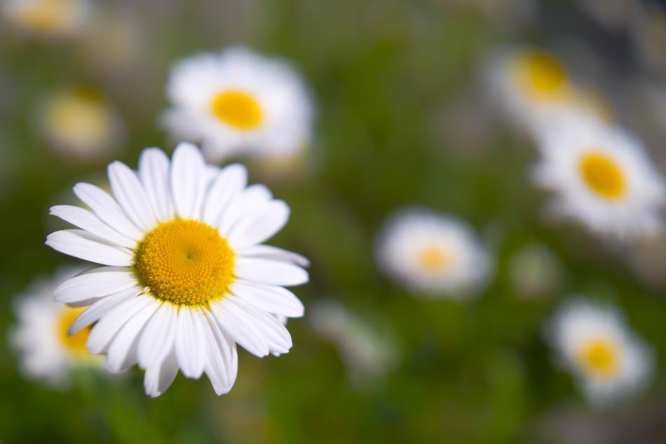 white wild daisies in a green meadow spring