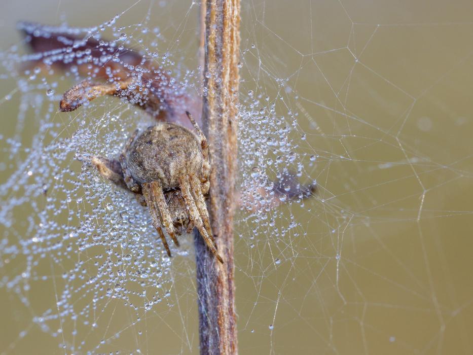 Spider Nature Cobweb
