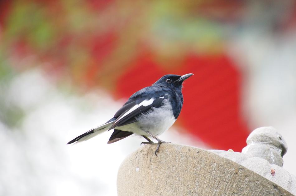 Outdoors Nature Bird