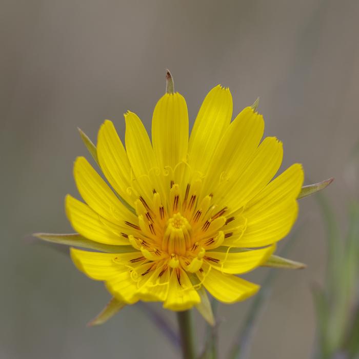 Flower Yellow