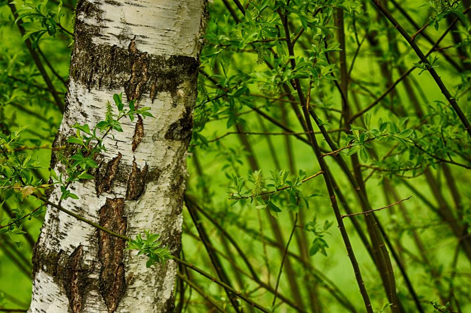 Tree Wood Birch