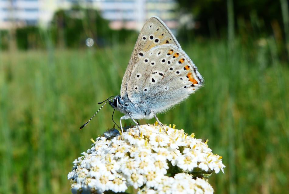 Nature At The Court Of Summer