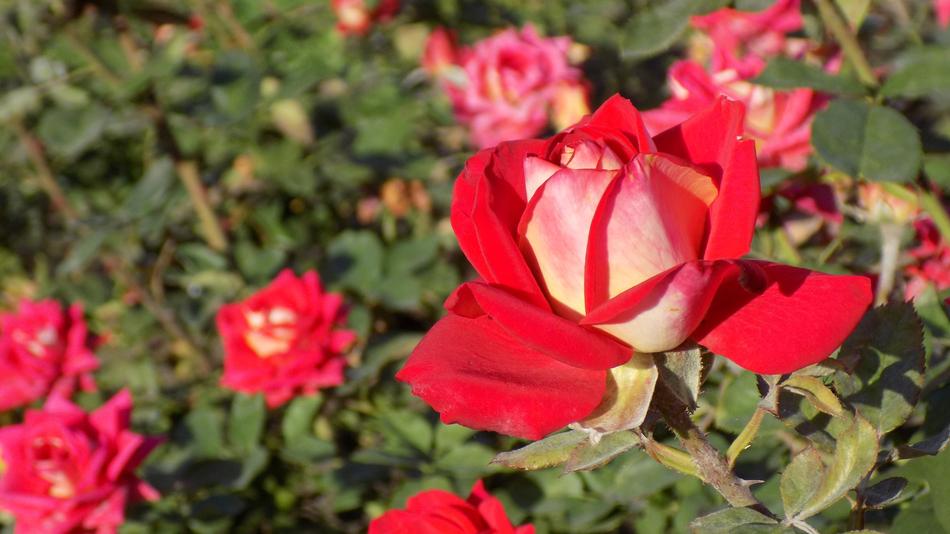 Rose Summer Garden Botanical