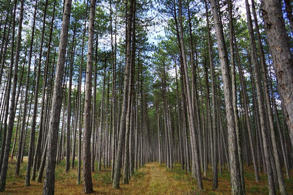 Wood Tree Nature