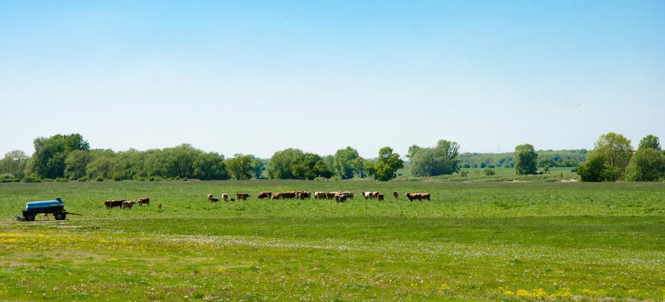 cows in a meadow in a green field