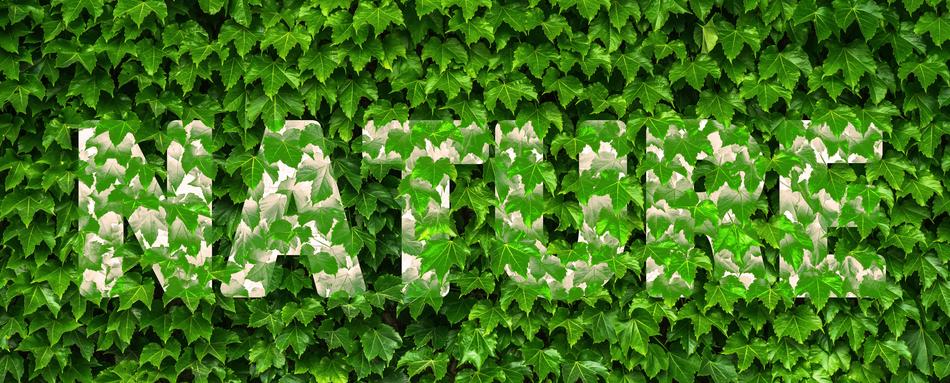 Nature Ivy Vine