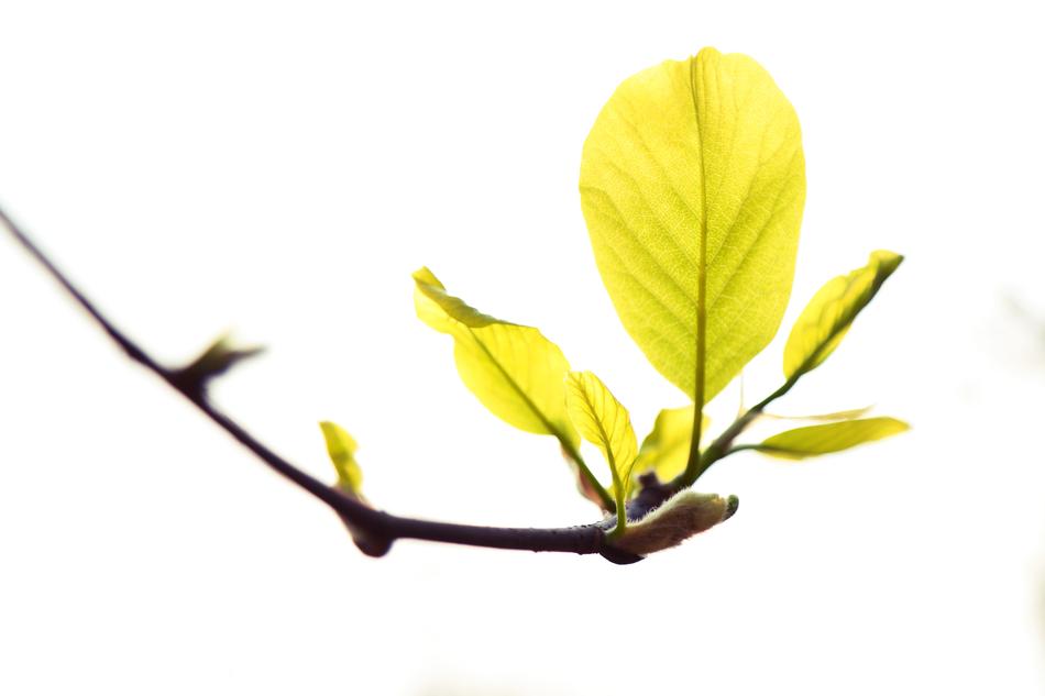 Sunshine Leaf Plant