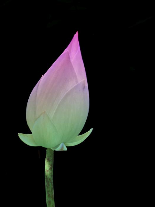 Nice Curve Horn Green Lotus