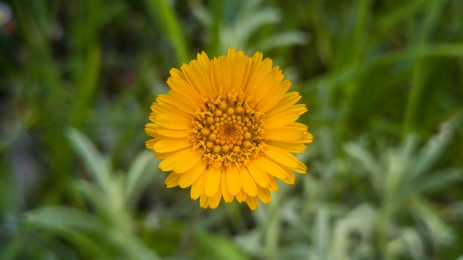 Nature Plant Flower
