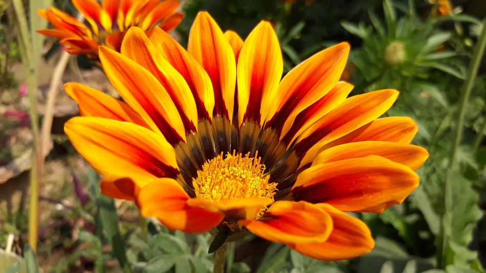 Nature Flora Flower