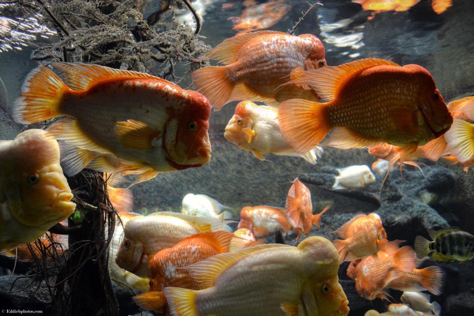 Fish Underwater Nature