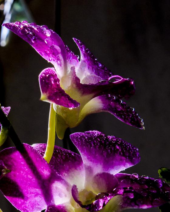 After Buy Flower