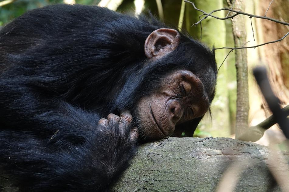 Mammal Primate Ape