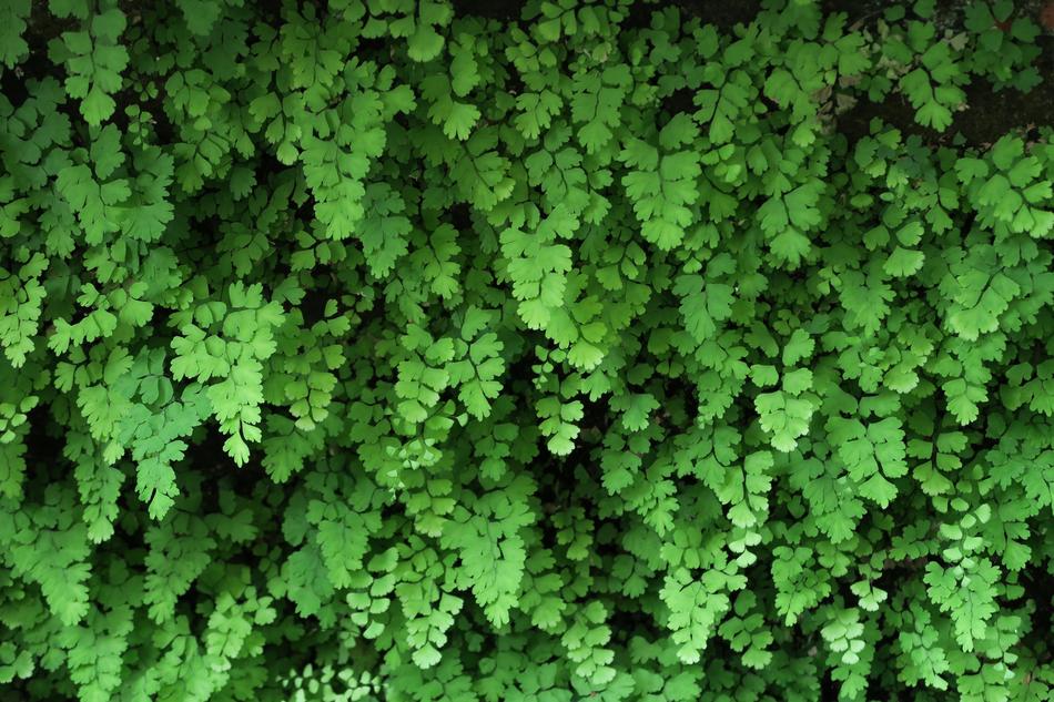 Leaf Environment Plant Kinds Of