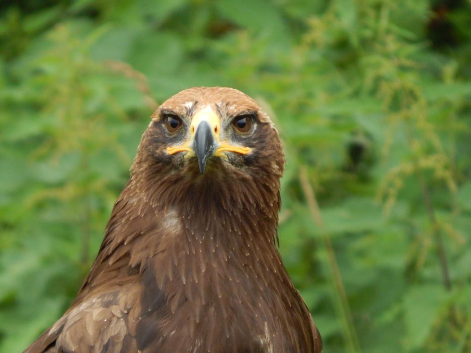 Nature Animal World Bird