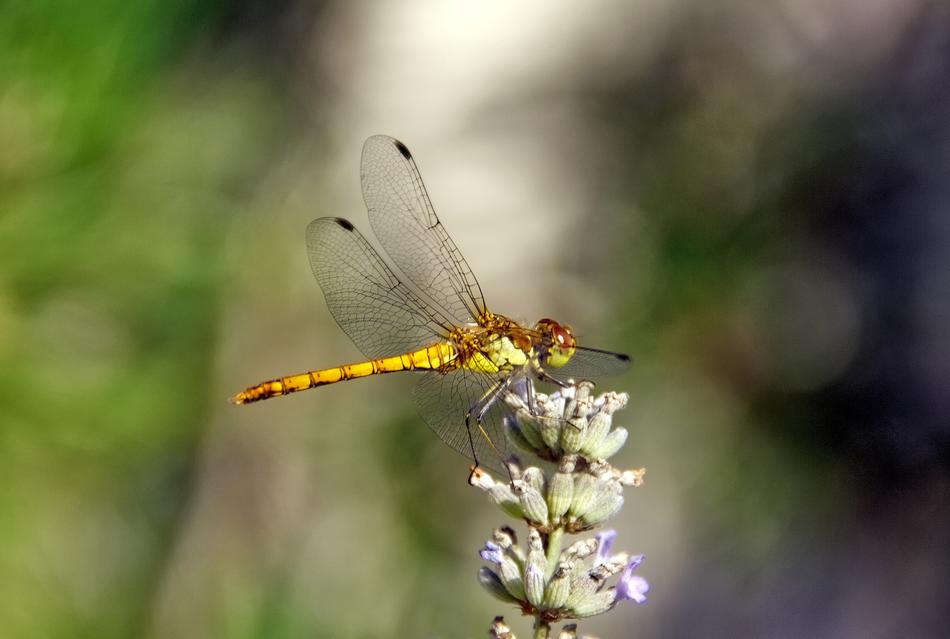 dragonfly on a beautiful flower